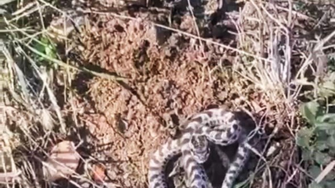 Mantar ararken dünyanın en zehirli yılanlarından engerekle karşılaştı
