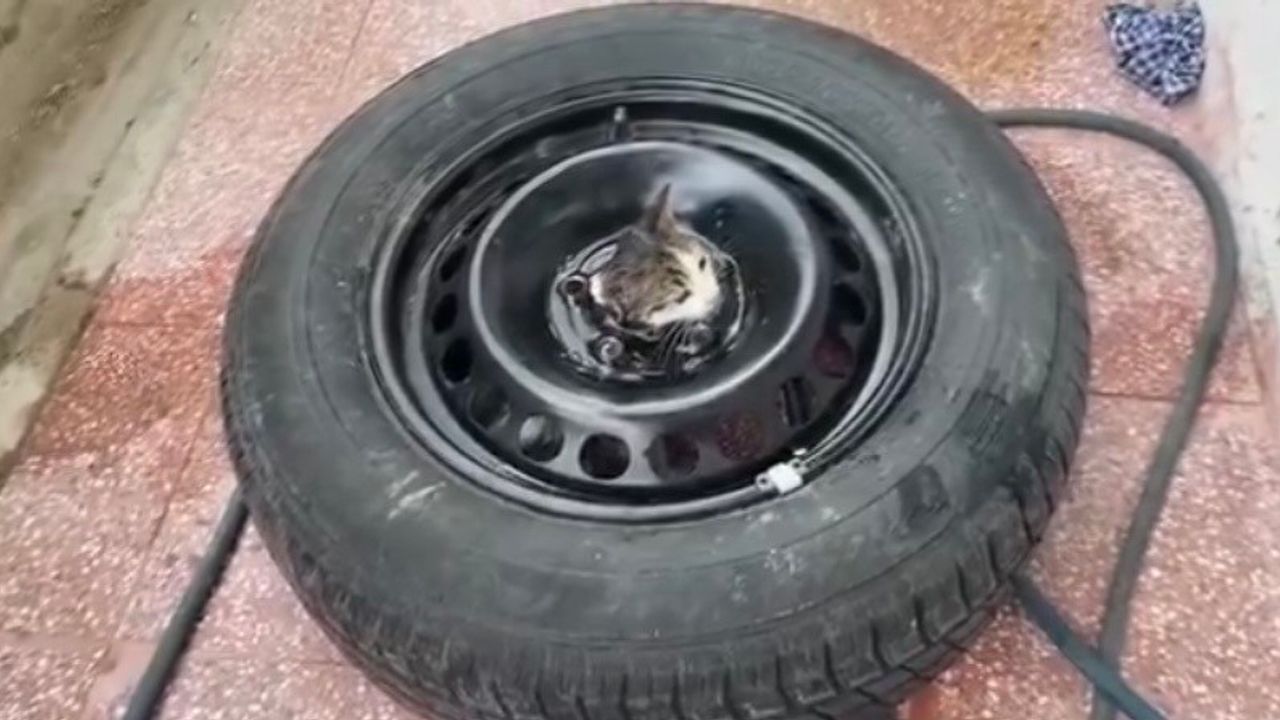 Stepneye sıkışan yavru kediyi itfaiye kurtardı