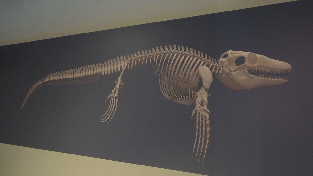 Mosasaurus hofmanni Türkiye’de İlk Kez Bulundu