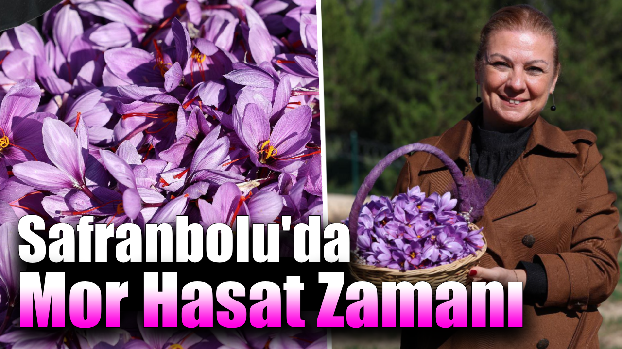 Safranbolu Belediyesi kendi safranını üretti