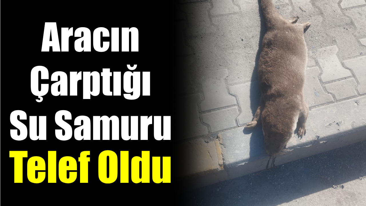 Aracın çarptığı su samuru telef oldu