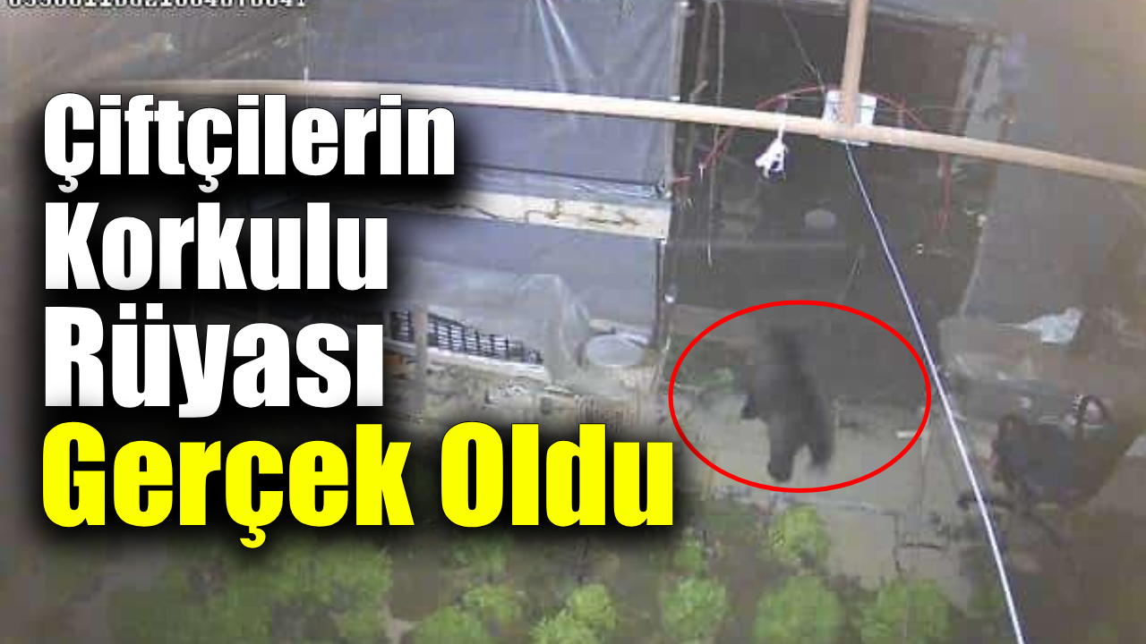 Kışlık sebze umudu ayı yüzünden yok oldu