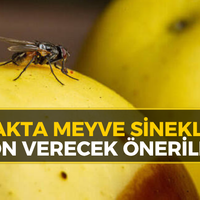 YAŞAM