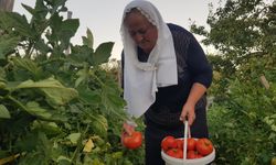 Safranbolu'da maniye domates hasatı başlatı