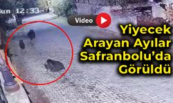 Yiyecek Arayan Ayılar Güvenlik Kamerasına Yansıdı