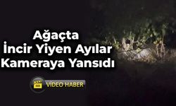 Köyde Ağaçta İncir Yiyen Ayılar Kameraya Yansıdı