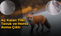 Aç Kalan Tilki, Tavuk ve Horoz Avına Çıktı