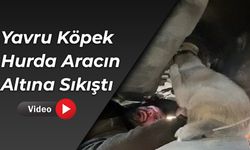 Hurda Aracın Alt Kısmına Sıkışan Köpek Kurtarıldı
