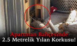 Apartman Bahçesine Giren Yılan Doğaya Salındı