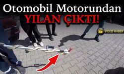 Otomobil Motoruna Giren Yılan Paniğe Neden Oldu