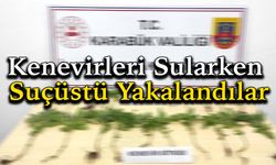 Ormanlık Alanda Kenevir Eken İki Kişi Suçüstü Yakalandı