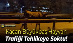 Kaçan Büyükbaş Hayvan Trafiği Tehlikeye Soktu