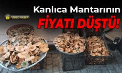 Kanlıca Mantarının Fiyatı Pazarda Bollukla Düştü