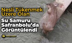 Nesli Tükenmek Üzere Olan Su Samuru Görüntülendi