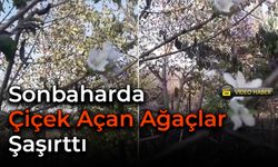 Yenice’de Sonbaharda Çiçek Açan Ağaçlar Şaşırttı