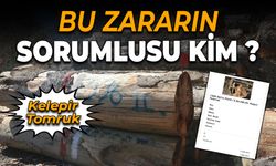 Orman Ürünleri Satışında Büyük Zarar