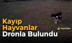 Safranbolu’da Kaybolan İnekler Köy İmamı Sayesinde Bulundu