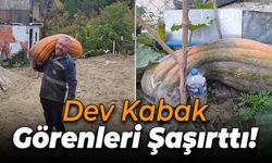 40 Kiloluk Dev Kabak Şaşkınlık Yarattı!