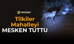 Aç Kalan Tilkiler Karabük’te Mahalleye İndi!