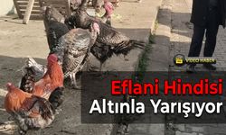 Eflani Hindileri Yeni Yıl Pazarında Yerini Aldı