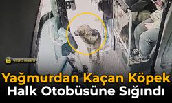 Yağmurdan Kaçan Köpek Halk Otobüsüne Sığındı