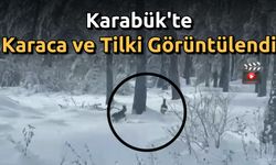 Karabük'te Karaca ve Tilki Kameralar Yansıdı