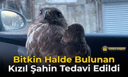 Karabük'te Bitkin Kızıl Şahin Tedavi Edilip Doğaya Salındı