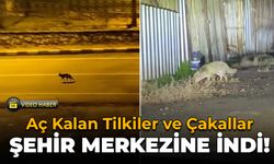 Aç Kalan Tilkiler ve Çakallar Şehir Merkezine İndi!