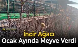 Ocak Ayında Meyve Veren İncir Ağacı