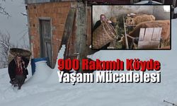 Alaplı'nın 900 Rakımlı Köyünde Yaşam Mücadelesi