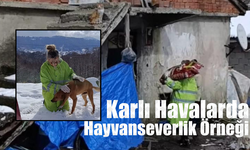 Karlı Havada Sokak Hayvanlarını Unutmadı