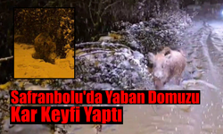 Safranbolu'da Yaban Domuzu Sürprizi