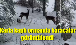 Karla kapla ormanda karacalar görüntülendi