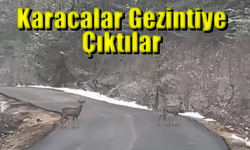 Karabük'te Karacalar Gezintiye Çıktı