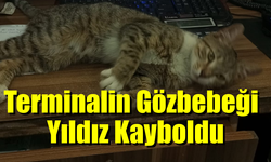 Terminalin Gözbebeği Yıldız Kayboldu, Aranıyor!