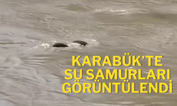 Karabük’te Su Samurları Görüntülendi