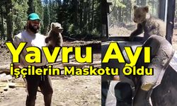 İşçilerin Maskotu Ayı Koruma Altına Alındı