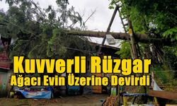 Şiddetli Rüzgar Ağacı Evin Üzerine Devirdi