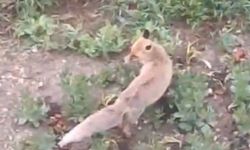 Aç kalan tilki evin bahçesine girdi
