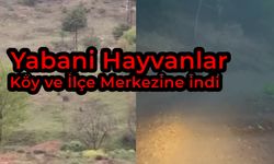 Yabani Hayvanlar Yaşam Merkezlerine İndi