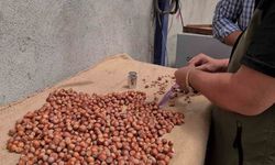 Alaplı’da fındık hasat tarihleri belli oldu