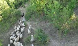 Kurdun koyunlara saldırısı dronla önlendi