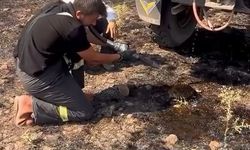 Yangından etkilenen kirpiye elleriyle su verdiler