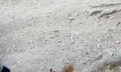 Bolu’da piknikçilere sürpriz ziyaret