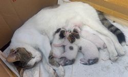 Alaplı’da Taksiciler Yavru Kedilere Kucak Açtı