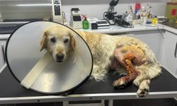 Köpeğin ayağından hentbol topu büyüklüğünde kitle çıkartıldı