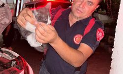 Arabanın motoruna sıkışan yavru kedi ekipleri seferber etti