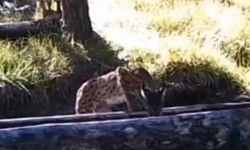 Sıcaktan bunalan vaşak yalakta serinledi