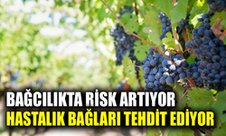 Safranbolu’da bağlarda hastalık alarmı