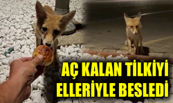 Karabük’te güvenlik görevlisinden tilkiye poğaça ikramı